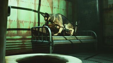 One Night in the Wasteland: Dogmeat and Maxp8147s Bedroom Adventure
