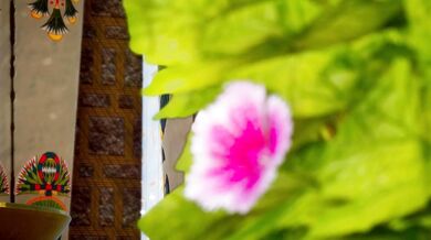 Humongous Dongs Unleashed upon Virgin Vaginas in Egypt