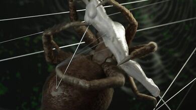 Caught in the Web of the Enormous Spider