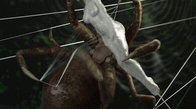 Caught in the Web of the Enormous Spider