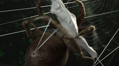 Caught in the Web of the Enormous Spider