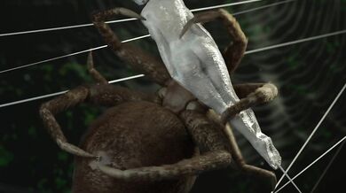 Caught in the Web of the Enormous Spider