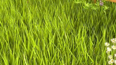 A Flower for Gwyneth - Gone Wrong