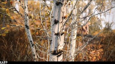 The Secrets of Queen Marika in The Elder Scrolls V: Skyrim