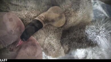 The Secrets of Queen Marika in The Elder Scrolls V: Skyrim