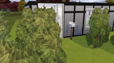 The Adventures of Lady Flaskaa: The Thickening