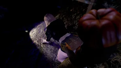 Watch the straw man get destroyed in this intense threesome!