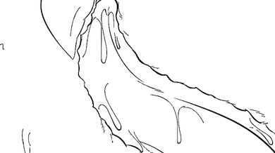 Sleeping Dog Hajnalski