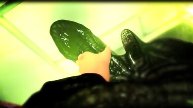 The Alien Queens Seduction of a Keyfeather