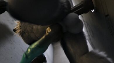 The Legend of the Horse Cock Glory Hole [h0rs3]