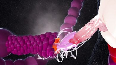 Unleashed Lust - The Futanari Enterprise: Limb Restraint, Onaho Tentacle Bullying Video!