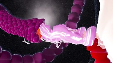 Unleashed Lust - The Futanari Enterprise: Limb Restraint, Onaho Tentacle Bullying Video!