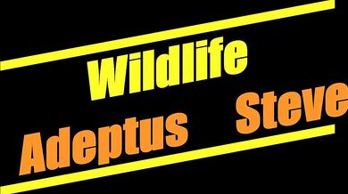 A hot sister swap threesome with three horny guys