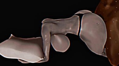 The story of a young woman who finds herself lost in the forest, with only her instincts and sexual desires to guide her out