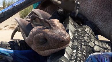 The Dragon and the Furry - The Unforgettable Love Affair Between Two Species