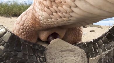 The Dragon and the Furry - The Unforgettable Love Affair Between Two Species