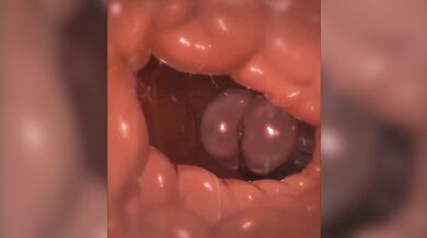 The 4K Ultra HD Hentai Video of the Tasque Manager fucking a Swatchling in 60 frames per second with WhisperingforNothingcom