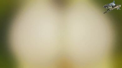 The Ravenous Mistress: POV With El Sharko Diablo