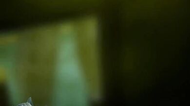 Officer, thickness, doing time animation [Elsharkodiablo], a tale of incarceration with an unexpected twist