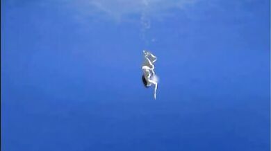 The Tentacular (English Translated Version)