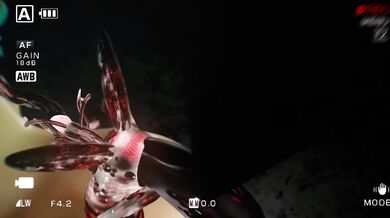 Entomophilia - A Buggy Love Affair