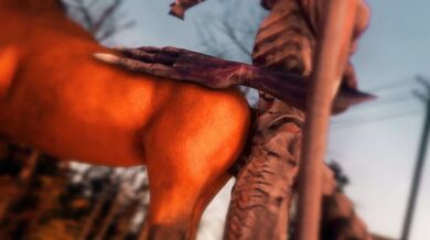 Horseback Riding with a Difference - Ridleys Wild Ride