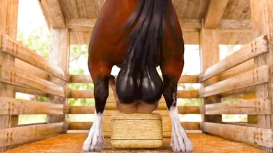 Horse workout