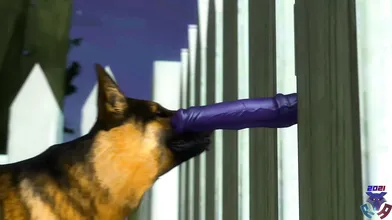 Through the Bars: A Ridley and His Dogs Erotic Adventure