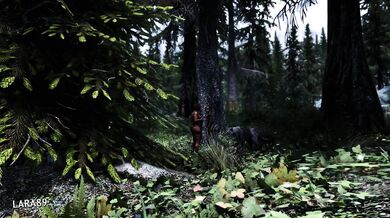 One night in the woods