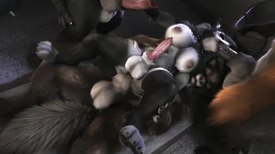 The 4K hentai porn, Loonas Intersex Werewolf Party (Alt Version) is a scene of depravity and carnal pleasure