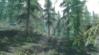 Forbidden Love in the Woods