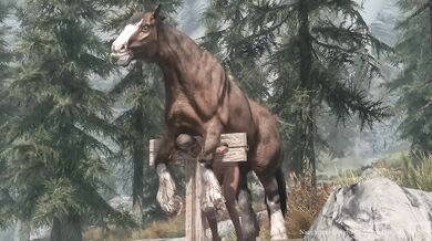 Watch as the hot horse fucks the sexy cameraman in this hardcore porn video!