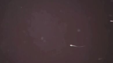 Orcish Dominance: The Ultimate Orc Ritual to Impregnate Women and Conquer the World