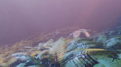 A hot naughty adventure that led to a sad and tragic end