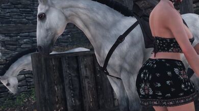 The Racy Mare and her Stallion Master