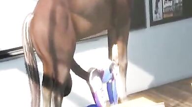 Horse Fucks Woman in Front of Webcam