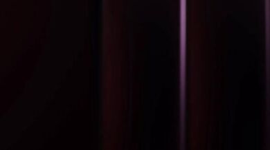 The Insect Dog and the Queen Bee