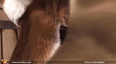 "Rumpy-Pumpy in the Barn with Taurus Fox"