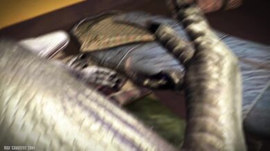 Watch hot nude babes get fucked in the wild in Jurassic Camping!