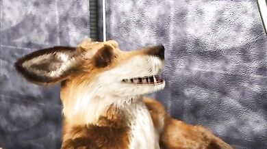 Taurin and the Yiffing Machine [taurin fox]