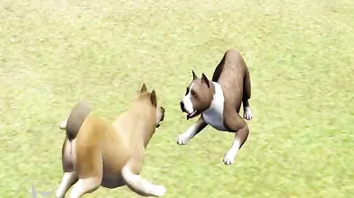 Watch hot babes playing with their dogs in The Dog Park!