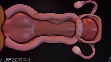 "The Backwoods Lumberjack and His Huge Black Stallion"