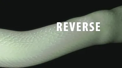 "Wife's Revenge: The Princess and the Viper"