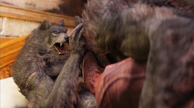 "A Wild Night with the Wolves: Dad and Son Get It On!"