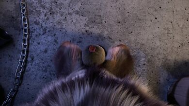 'Mythical Alpha Moon Growth: The Tale of Gauss Wolf'