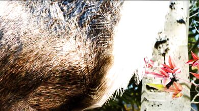 'Futa-sex Orc with a Deer'