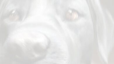 "Busty Goth GF Goes to Work for Her Boss's Dad"