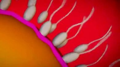 'Pretty Boy Gets Seeded by The Lord of Darkness'