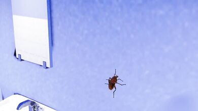 "Satisfying her needs with a roach [3D MMD Animation]"