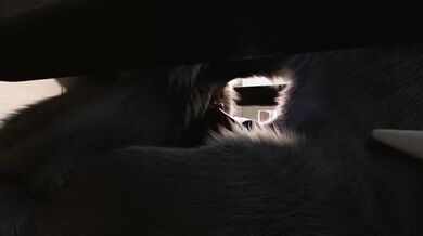 "Savage Doggy-Style: A Fantastical Adventure into the Realm of Raw Carnal Desire"